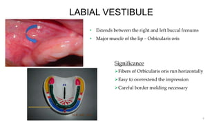 LABIAL VESTIBULE
• Extends between the right and left buccal frenums
• Major muscle of the lip – Orbicularis oris
6
Significance
Fibers of Orbicularis oris run horizontally
Easy to overextend the impression
Careful border molding necessary
 