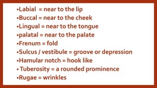 anatomical landmarks [Autosaved].pptx