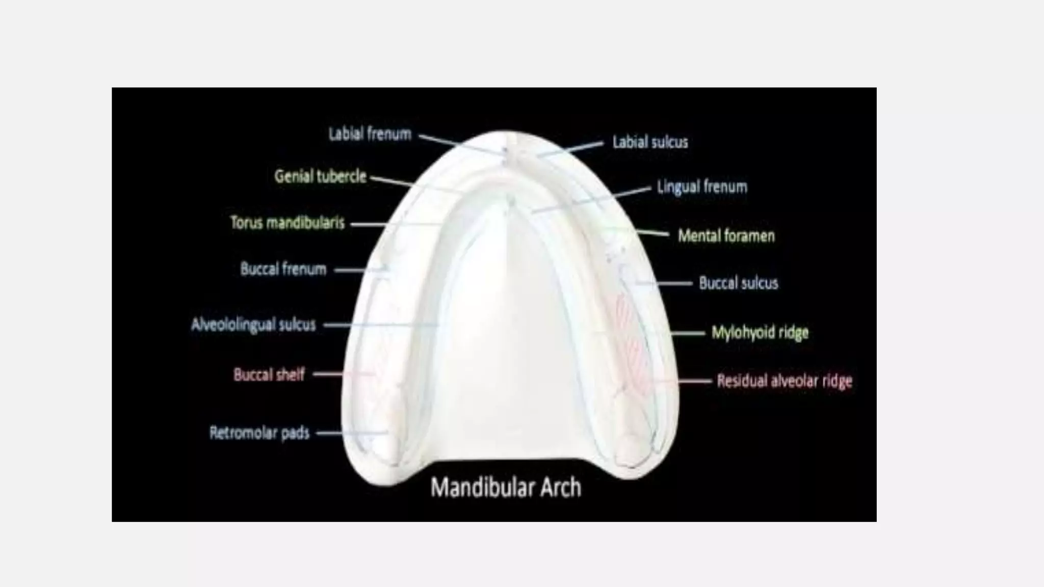 Anatomical landmarks in mandible | PPTX