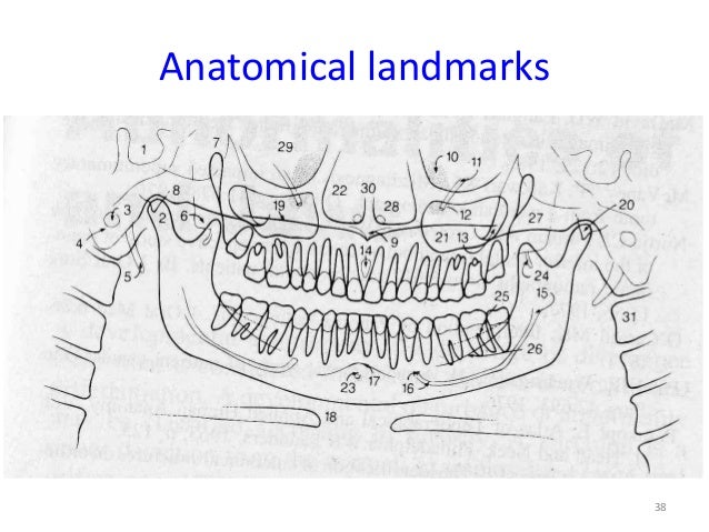 anatomical landmarks
