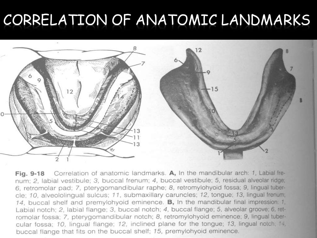Anatomical Landmarks of Mandible