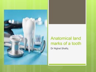 Anatomical land
marks of a tooth
Dr Nighat Shafiq
 
