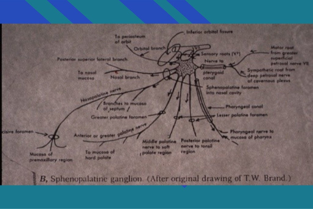 Anatomical landmarks of local anesthesia / oral surgery courses