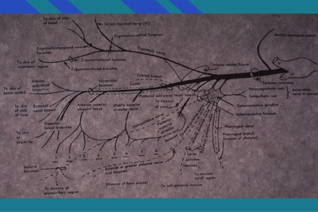 Anatomical landmarks of local anesthesia / oral surgery courses