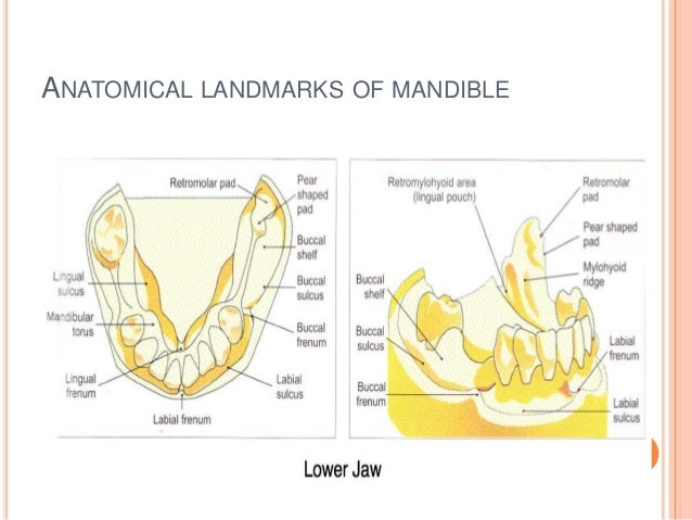 anatomical landmarks