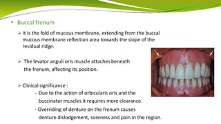 • Buccal frenum
 It is the fold of mucous membrane, extending from the buccal
mucous membrane reflection area towards the slope of the
residual ridge.
 The levator anguli oris muscle attaches beneath
the frenum, affecting its position.
 Clinical significance :
- Due to the action of orbicularis oris and the
buccinator muscles it requires more clearance.
- Overriding of denture on the frenum causes
denture dislodgement, soreness and pain in the region.
 