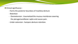 ⚫Clinical significance :
- Forms the posterior boundary of maxillary denture
- Retention
- Overextension : traumatized the mucous membrane covering
the pterygomandibular raphe and causes pain.
- Under extension : hampers denture retention.
 