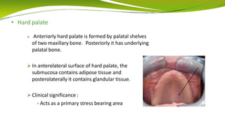 • Hard palate
 Anteriorly hard palate is formed by palatal shelves
of two maxillary bone. Posteriorly it has underlying
palatal bone.
 In anterolateral surface of hard palate, the
submucosa contains adipose tissue and
posterolaterally it contains glandular tissue.
 Clinical significance :
- Acts as a primary stress bearing area
 