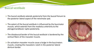 Buccal vestibule
 The buccal vestibule extends posteriorly from the buccal frenum to
the posterior lateral aspect of the retromolar pad.
 The extent of the buccal vestibule is influenced by the buccinator
muscle, which extends from the modiolus anteriorly to the
pterygomandibular raphe posteriorly.
 The distobuccal border of the buccal vestibule is bordered by the
vertical fibers of the masseter muscle.
 On activation masseter muscle cause a bulge in the buccinators
muscle, creating the masseteric notch in the posterior lateral
denture border.
 