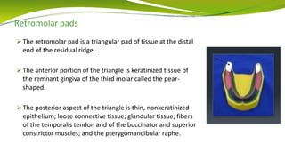 Retromolar pads
 The retromolar pad is a triangular pad of tissue at the distal
end of the residual ridge.
 The anterior portion of the triangle is keratinized tissue of
the remnant gingiva of the third molar called the pear-
shaped.
 The posterior aspect of the triangle is thin, nonkeratinized
epithelium; loose connective tissue; glandular tissue; fibers
of the temporalis tendon and of the buccinator and superior
constrictor muscles; and the pterygomandibular raphe.
 