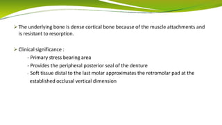  The underlying bone is dense cortical bone because of the muscle attachments and
is resistant to resorption.
 Clinical significance :
- Primary stress bearing area
- Provides the peripheral posterior seal of the denture
- Soft tissue distal to the last molar approximates the retromolar pad at the
established occlusal vertical dimension
 