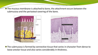 ⚫The mucous membrane is attached to bone, the attachment occurs between the
submucosa and the periosteal covering of the bone.
⚫The submucosa is formed by connective tissue that varies in character from dense to
loose areolar tissue and also varies considerably in thickness.
 