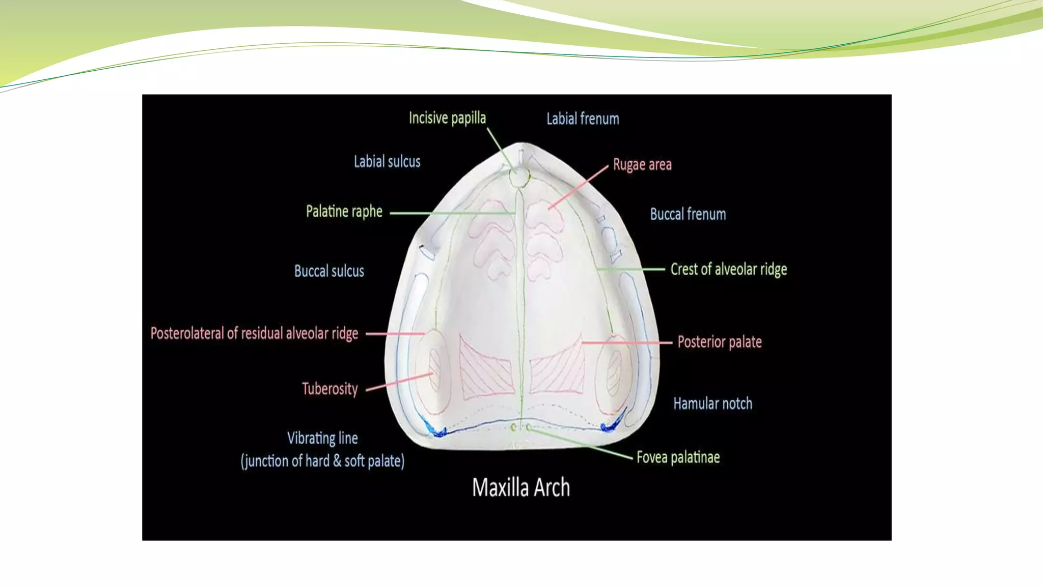 Anatomical landmarks of maxilla and mandible [autosaved] Biology Diagrams