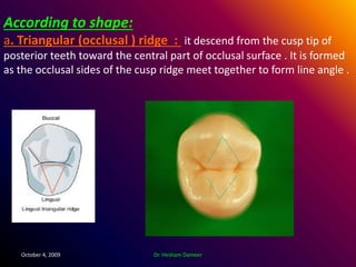 Triangular Cusp Ridge Anatomical landmarks of the crown | PPTX