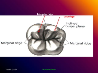 Marginal Ridge Shape Anatomical landmarks of the crown | PPTX