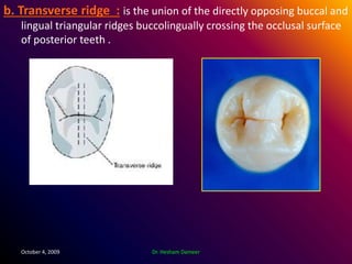 Posterior Ridge Anatomical landmarks of the crown | PPTX