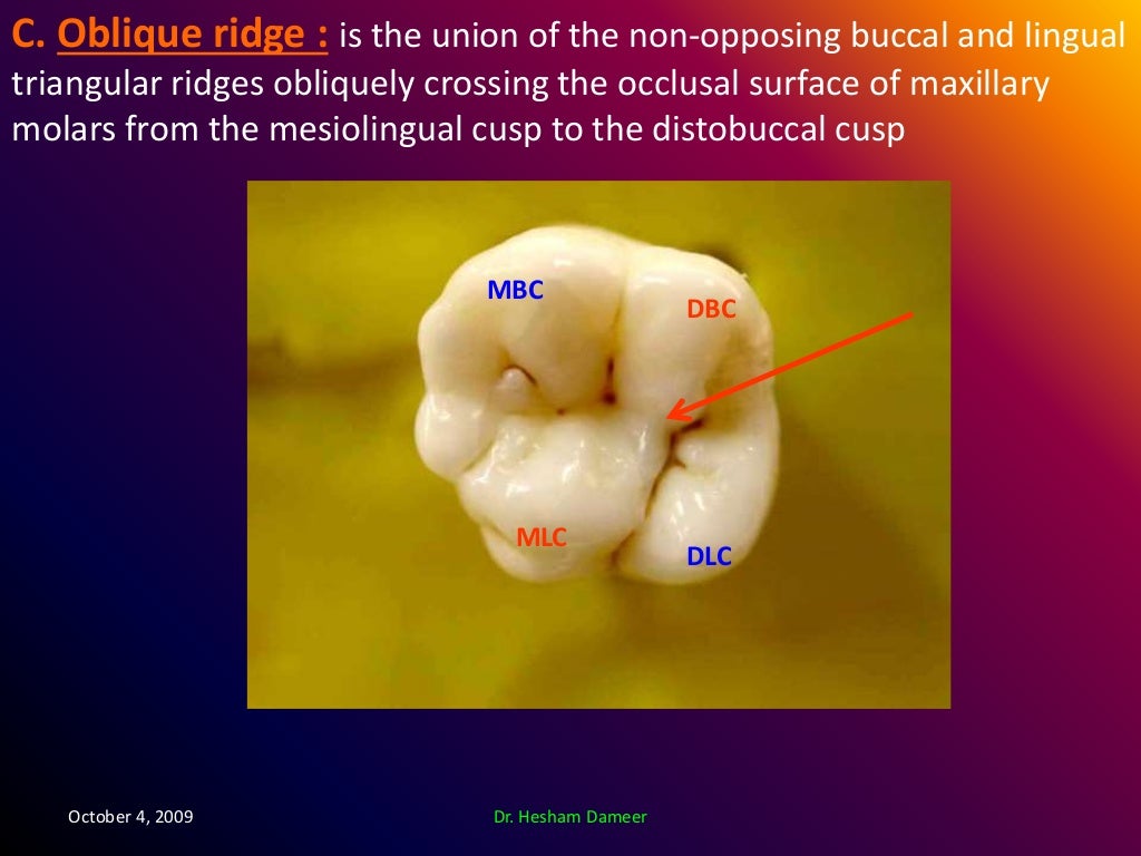 Anatomical landmarks of the crown