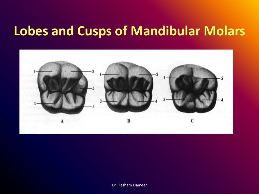 Anatomical landmarks of the crown