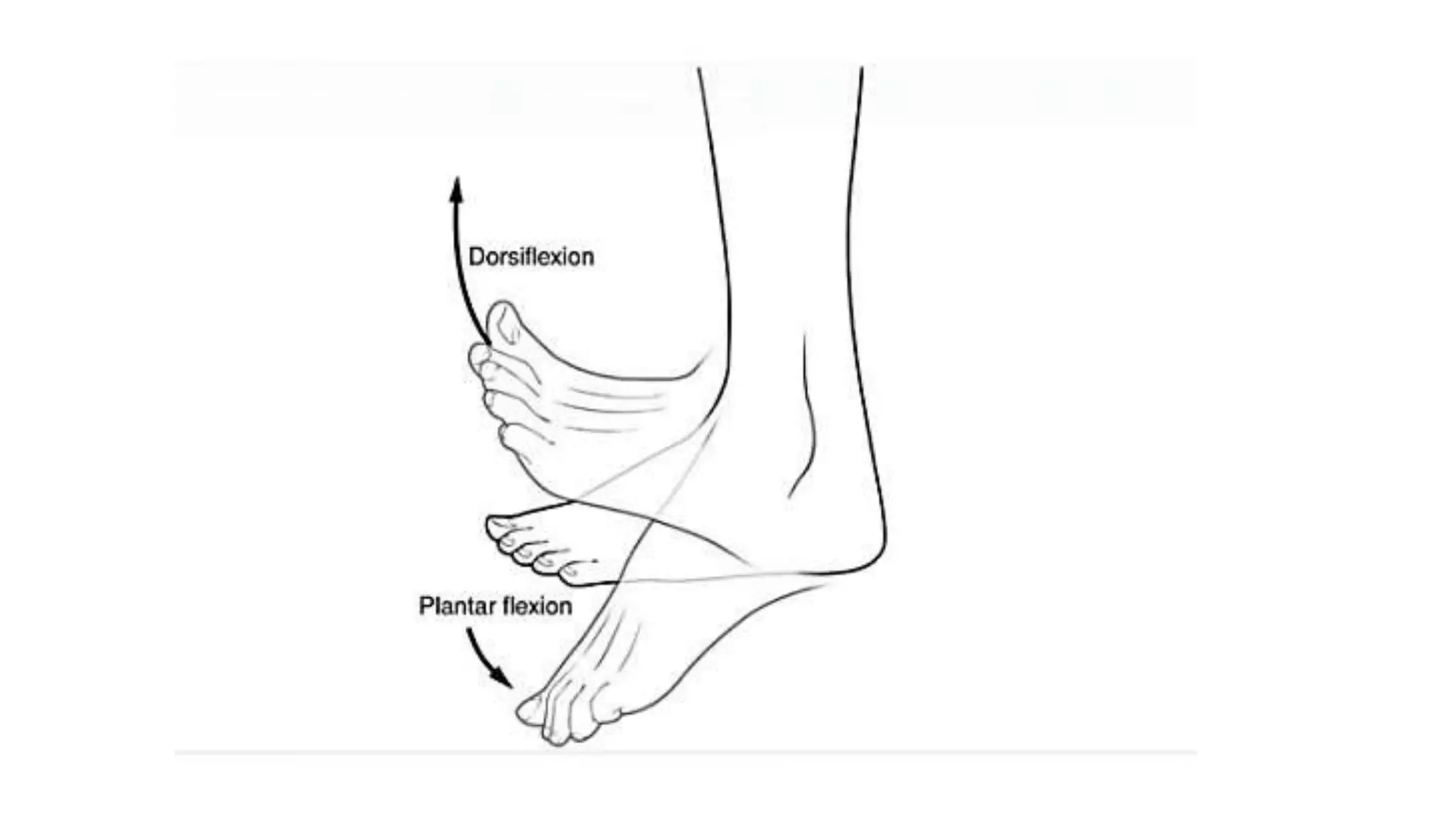 Anatomical movement - terms & medical information | PPTX