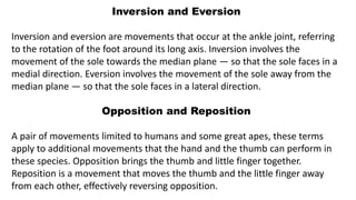 Inversion and Eversion
Inversion and eversion are movements that occur at the ankle joint, referring
to the rotation of the foot around its long axis. Inversion involves the
movement of the sole towards the median plane — so that the sole faces in a
medial direction. Eversion involves the movement of the sole away from the
median plane — so that the sole faces in a lateral direction.
Opposition and Reposition
A pair of movements limited to humans and some great apes, these terms
apply to additional movements that the hand and the thumb can perform in
these species. Opposition brings the thumb and little finger together.
Reposition is a movement that moves the thumb and the little finger away
from each other, effectively reversing opposition.
 