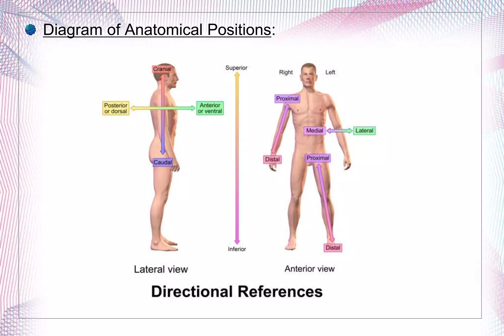 Anatomical planes and positions.pptx