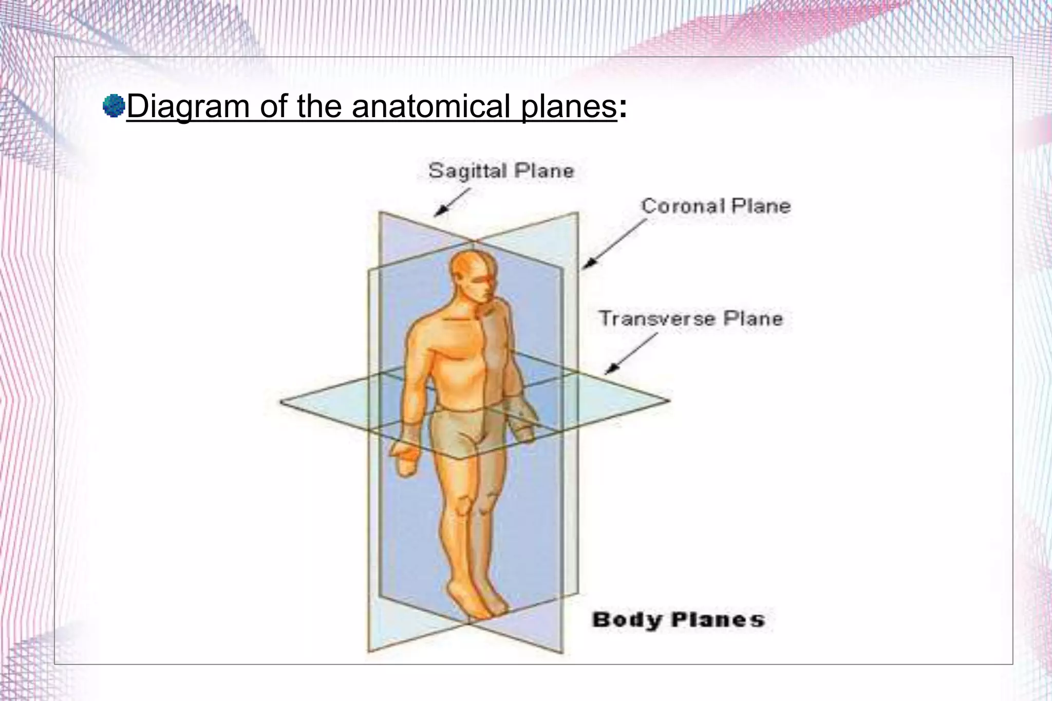 I. Anatomical Positions, Directions, And Planes A. Anatomical Position ...