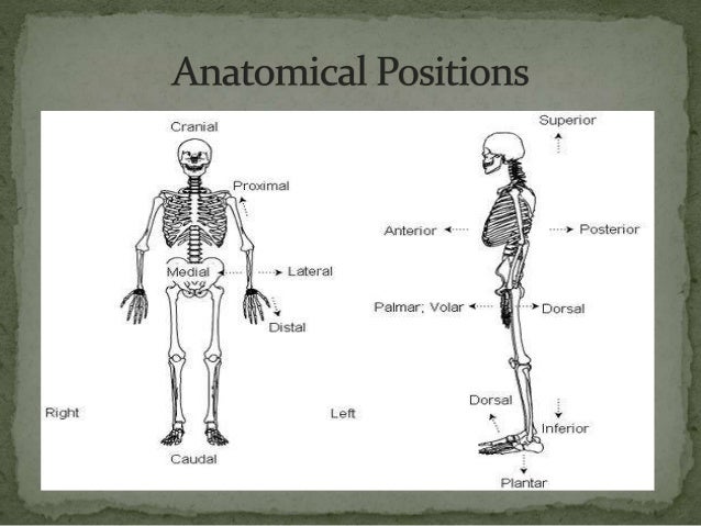 Anatomical Planes Cavities