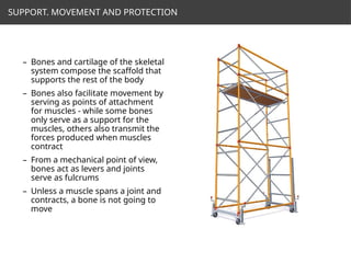 Comprehensive Overview of Human Anatomical Planes, Directional Terms ...