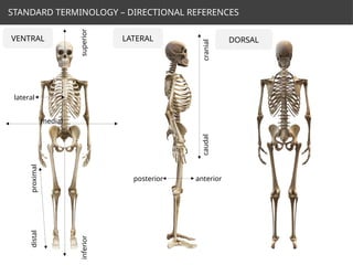 Comprehensive Overview of Human Anatomical Planes, Directional Terms ...