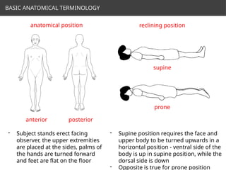 Subj Body Chart Comprehensive Overview of Human Anatomical Planes, Directional Terms ...