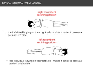 Comprehensive Overview of Human Anatomical Planes, Directional Terms ...