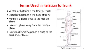 Terms Used in Relation to Trunk
• Ventral or Anterior is the front of trunk.
• Dorsal or Posterior is the back of trunk
• Medial is a plane close to the median
plane
• Lateral is plane away from the median
plane.
• Proximal/Cranial/Superior is close to the
head end of trunk
01-05-2021 26
 