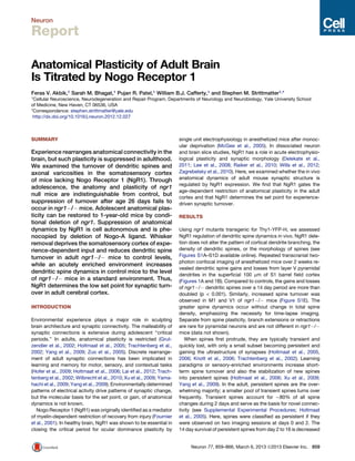Neuron

Report

Anatomical Plasticity of Adult Brain
Is Titrated by Nogo Receptor 1
Feras V. Akbik,1 Sarah M. Bhagat,1 Pujan R. Patel,1 William B.J. Cafferty,1 and Stephen M. Strittmatter1,*
1Cellular Neuroscience, Neurodegeneration and Repair Program, Departments of Neurology and Neurobiology, Yale University School

of Medicine, New Haven, CT 06536, USA
*Correspondence: stephen.strittmatter@yale.edu
 http://dx.doi.org/10.1016/j.neuron.2012.12.027



SUMMARY                                                                single unit electrophysiology in anesthetized mice after monoc-
                                                                       ular deprivation (McGee et al., 2005). In dissociated neuron
Experience rearranges anatomical connectivity in the                   and brain slice studies, NgR1 has a role in acute electrophysio-
brain, but such plasticity is suppressed in adulthood.                 logical plasticity and synaptic morphology (Delekate et al.,
We examined the turnover of dendritic spines and                       2011; Lee et al., 2008; Raiker et al., 2010; Wills et al., 2012;
axonal varicosities in the somatosensory cortex                        Zagrebelsky et al., 2010). Here, we examined whether the in vivo
of mice lacking Nogo Receptor 1 (NgR1). Through                        anatomical dynamics of adult mouse synaptic structure is
                                                                       regulated by NgR1 expression. We ﬁnd that NgR1 gates the
adolescence, the anatomy and plasticity of ngr1
                                                                       age-dependent restriction of anatomical plasticity in the adult
null mice are indistinguishable from control, but
                                                                       cortex and that NgR1 determines the set point for experience-
suppression of turnover after age 26 days fails to                     driven synaptic turnover.
occur in ngr1À/À mice. Adolescent anatomical plas-
ticity can be restored to 1-year-old mice by condi-                    RESULTS
tional deletion of ngr1. Suppression of anatomical
dynamics by NgR1 is cell autonomous and is phe-                        Using ngr1 mutants transgenic for Thy1-YFP-H, we assessed
nocopied by deletion of Nogo-A ligand. Whisker                         NgR1 regulation of dendritic spine dynamics in vivo. NgR1 dele-
removal deprives the somatosensory cortex of expe-                     tion does not alter the pattern of cortical dendrite branching, the
rience-dependent input and reduces dendritic spine                     density of dendritic spines, or the morphology of spines (see
turnover in adult ngr1À/À mice to control levels,                      Figures S1A–S1D available online). Repeated transcranial two-
                                                                       photon confocal imaging of anesthetized mice over 2 weeks re-
while an acutely enriched environment increases
                                                                       vealed dendritic spine gains and losses from layer V pyramidal
dendritic spine dynamics in control mice to the level
                                                                       dendrites in the superﬁcial 100 mm of S1 barrel ﬁeld cortex
of ngr1À/À mice in a standard environment. Thus,                       (Figures 1A and 1B). Compared to controls, the gains and losses
NgR1 determines the low set point for synaptic turn-                   of ngr1À/À dendritic spines over a 14 day period are more than
over in adult cerebral cortex.                                         doubled (p < 0.001). Similarly, increased spine turnover was
                                                                       observed in M1 and V1 of ngr1À/À mice (Figure S1E). The
INTRODUCTION                                                           greater spine dynamics occur without change in total spine
                                                                       density, emphasizing the necessity for time-lapse imaging.
Environmental experience plays a major role in sculpting               Separate from spine plasticity, branch extensions or retractions
brain architecture and synaptic connectivity. The malleability of      are rare for pyramidal neurons and are not different in ngr1À/À
synaptic connections is extensive during adolescent ‘‘critical         mice (data not shown).
periods.’’ In adults, anatomical plasticity is restricted (Grut-          When spines ﬁrst protrude, they are typically transient and
zendler et al., 2002; Holtmaat et al., 2005; Trachtenberg et al.,      quickly lost, with only a small subset becoming persistent and
2002; Yang et al., 2009; Zuo et al., 2005). Discrete rearrange-        gaining the ultrastructure of synapses (Holtmaat et al., 2005,
ment of adult synaptic connections has been implicated in              2006; Knott et al., 2006; Trachtenberg et al., 2002). Learning
learning and memory for motor, sensory, and contextual tasks           paradigms or sensory-enriched environments increase short-
(Hofer et al., 2009; Holtmaat et al., 2006; Lai et al., 2012; Trach-   term spine turnover and also the stabilization of new spines
tenberg et al., 2002; Wilbrecht et al., 2010; Xu et al., 2009; Yama-   into persistent spines (Holtmaat et al., 2006; Xu et al., 2009;
hachi et al., 2009; Yang et al., 2009). Environmentally determined     Yang et al., 2009). In the adult, persistent spines are the over-
patterns of electrical activity drive patterns of synaptic change,     whelming majority; a smaller pool of transient spines turns over
but the molecular basis for the set point, or gain, of anatomical      frequently. Transient spines account for $80% of all spine
dynamics is not known.                                                 changes during 2 days and serve as the basis for novel connec-
   Nogo Receptor 1 (NgR1) was originally identiﬁed as a mediator       tivity (see Supplemental Experimental Procedures; Holtmaat
of myelin-dependent restriction of recovery from injury (Fournier      et al., 2005). Here, spines were classiﬁed as persistent if they
et al., 2001). In healthy brain, NgR1 was shown to be essential in     were observed on two imaging sessions at days 0 and 2. The
closing the critical period for ocular dominance plasticity by         14 day survival of persistent spines from day 2 to 16 is decreased


                                                                            Neuron 77, 859–866, March 6, 2013 ª2013 Elsevier Inc. 859
 