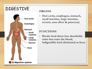 DIGESTIVE ORGANS
• Oral cavity, esophagus, stomach,
small intestine, large intestine,
rectum, anus (liver & pancreas)
FUNCTIONS
• Breaks food down into absorbable
units that enter the blood;
indigestible food eliminated as feces
 