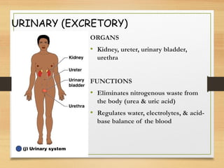 URINARY (EXCRETORY)
ORGANS
• Kidney, ureter, urinary bladder,
urethra
FUNCTIONS
• Eliminates nitrogenous waste from
the body (urea & uric acid)
• Regulates water, electrolytes, & acid-
base balance of the blood
 