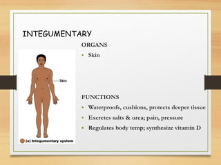 INTEGUMENTARY
ORGANS
• Skin
FUNCTIONS
• Waterproofs, cushions, protects deeper tissue
• Excretes salts & urea; pain, pressure
• Regulates body temp; synthesize vitamin D
 