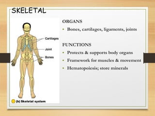 SKELETAL
ORGANS
• Bones, cartilages, ligaments, joints
FUNCTIONS
• Protects & supports body organs
• Framework for muscles & movement
• Hematopoiesis; store minerals
 