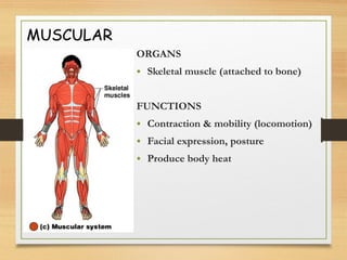 MUSCULAR
ORGANS
• Skeletal muscle (attached to bone)
FUNCTIONS
• Contraction & mobility (locomotion)
• Facial expression, posture
• Produce body heat
 