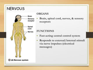 NERVOUS
ORGANS
• Brain, spinal cord, nerves, & sensory
receptors
FUNCTIONS
• Fast-acting central control system
• Responds to external/internal stimuli
via nerve impulses (electrical
messages)
 