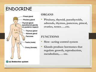 ENDOCRINE
ORGANS
• Pituitary, thyroid, parathyroids,
adrenals, thymus, pancreas, pineal,
ovaries, testes…..etc.
FUNCTIONS
• Slow -acting control system
• Glands produce hormones that
regulate growth, reproduction,
metabolism,…. etc.
 