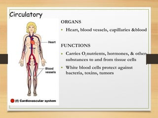 Circulatory
ORGANS
• Heart, blood vessels, capillaries &blood
FUNCTIONS
• Carries O2nutrients, hormones, & other
substances to and from tissue cells
• White blood cells protect against
bacteria, toxins, tumors
 