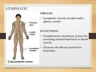 LYMPHATIC
ORGANS
• Lymphatic vessels, lymph nodes,
spleen, tonsils
FUNCTIONS
• Complements circulatory system by
returning leaked fluid back to blood
vessels
• Cleanses the blood; involved in
immunity
 