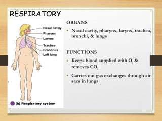 RESPIRATORY
ORGANS
• Nasal cavity, pharynx, larynx, trachea,
bronchi, & lungs
FUNCTIONS
• Keeps blood supplied with O2 &
removes CO2
• Carries out gas exchanges through air
sacs in lungs
 