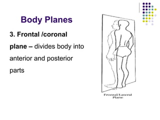 Body Planes
3. Frontal /coronal
plane – divides body into
anterior and posterior
parts
 