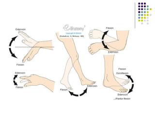 Anatomical position.ppt (1)