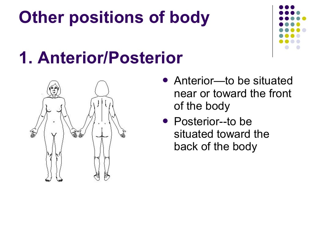 Anatomical position.ppt (1)