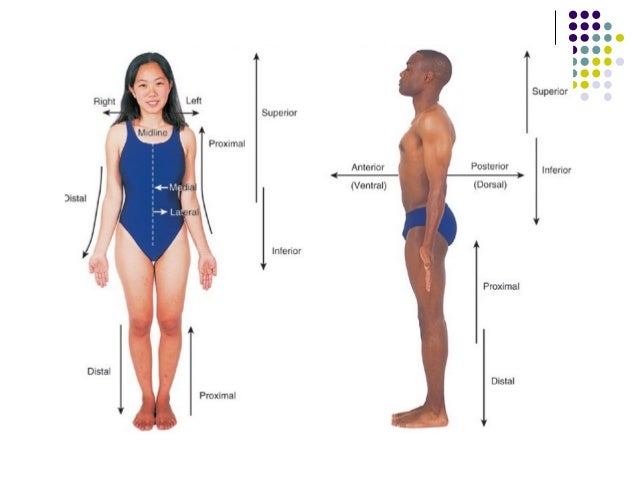 anatomical position ppt 1