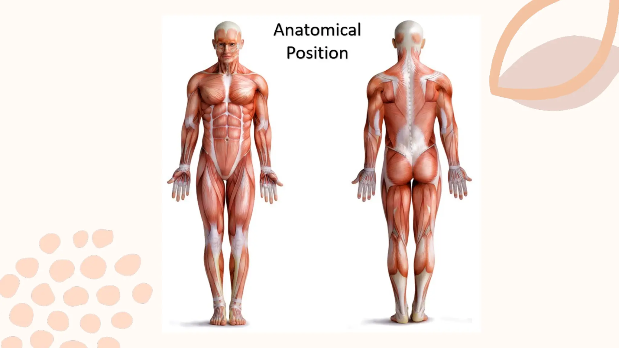 ANATOMICAL POSITION OF HUMAN (SAGITTAL, LATERAL, TRANSVERSE) | PPTX