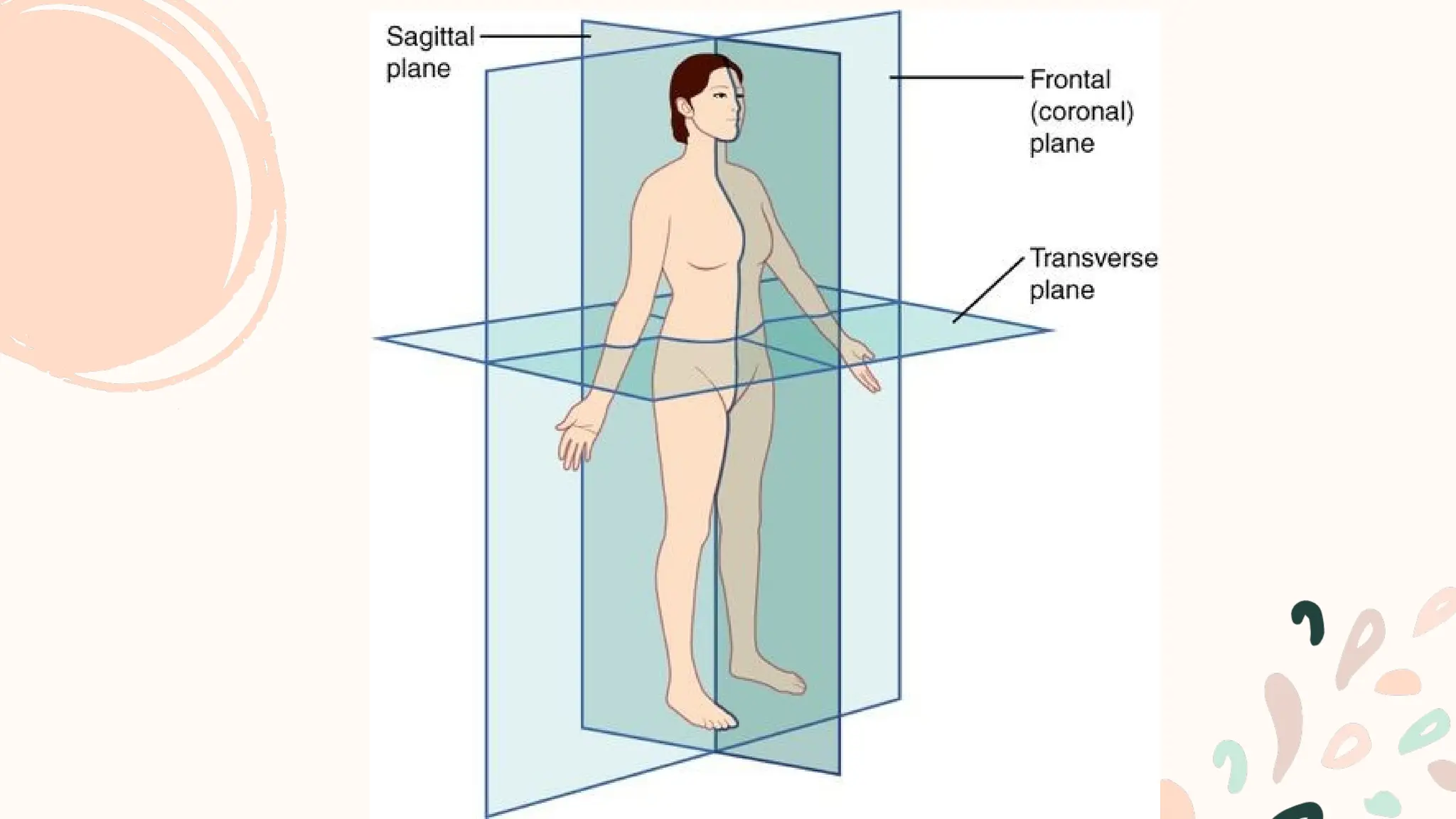 Transverse Human ANATOMICAL POSITION OF HUMAN (SAGITTAL, LATERAL, TRANSVERSE) | PPTX