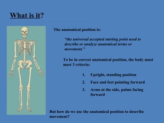 Anatomical Position and Basic Movements